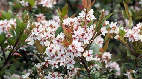 Indian Hawthorn Everything You Should Know Before Planting