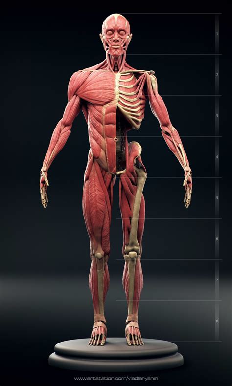 Anatomy Models Anatomy For Artists Human Muscle Anatomy Human Body