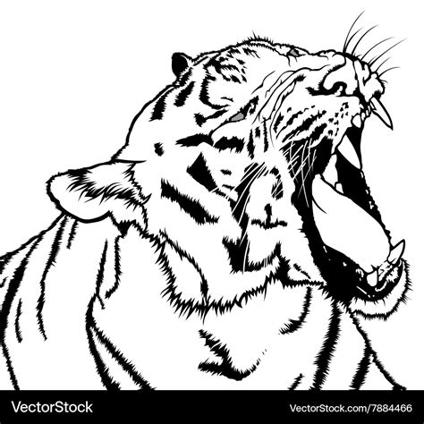 How To Draw A Tiger Roaring