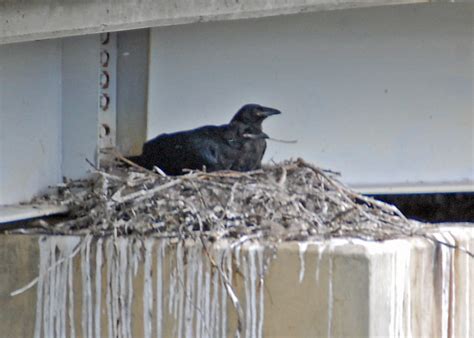 Common Raven Nest 6 7 10 Flickr Photo Sharing