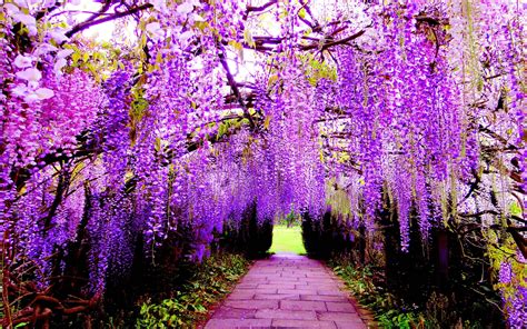 Japan Flower Tunnel Wallpapers Wallpaper Cave