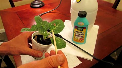 We did not find results for: TRG 2012: How to Kill Cabbage Worms in Your Garden ...