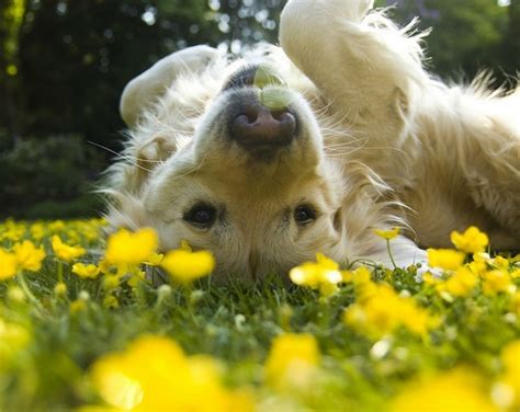 Golden retriever puppy on white background. 13 Dog Breeds Matched Up To Their Perfect Theme Songs ...