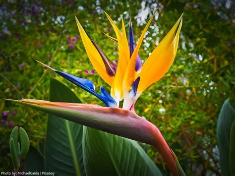 Interesting Facts About Birds Of Paradise Flower Just Fun Facts