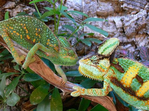 Veiled Chameleon Facts And Pictures Reptile Fact