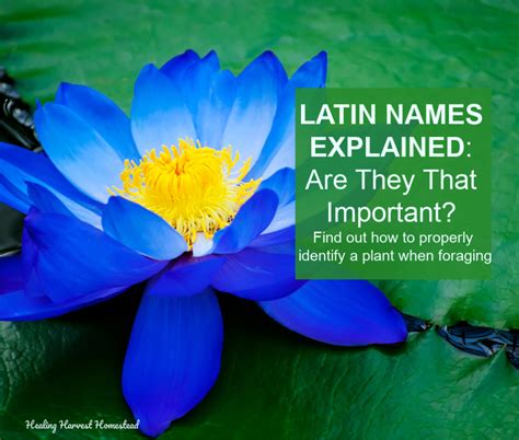 Latin Plant Names Explained And What Do They Mean A Guide To