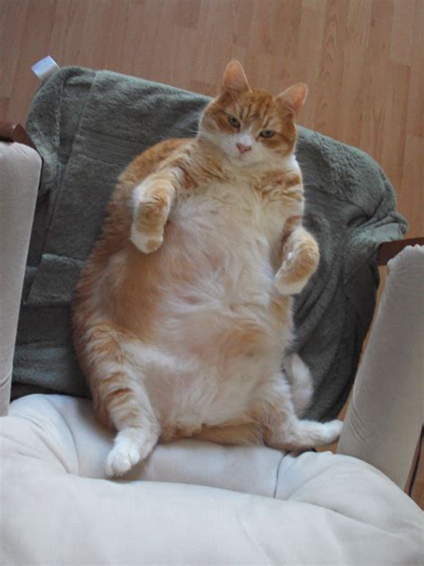The Fattest Cats On The Internet