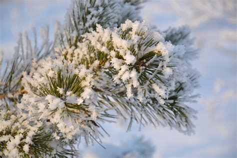 Free Images Nature Forest Branch Snow Winter Flower Frost Ice