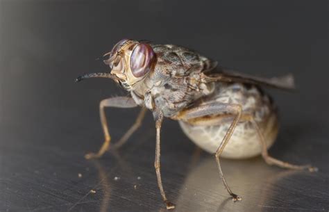 Photos Portraits Of The Blood Sucking Tsetse Fly Live Science