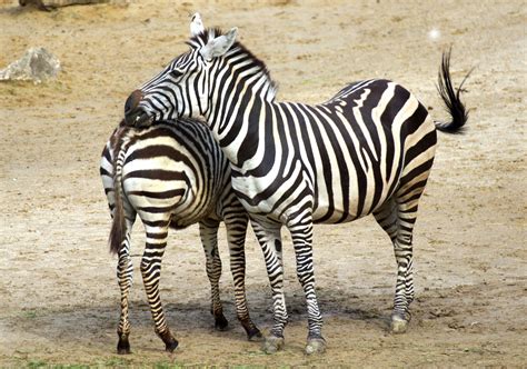 Free Images Black And White Wildlife Zoo Africa Fauna Vertebrate