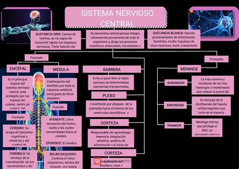 Mapa Conceptual Del Sistema Nervioso Central Sistema Nervioso Sexiz Pix