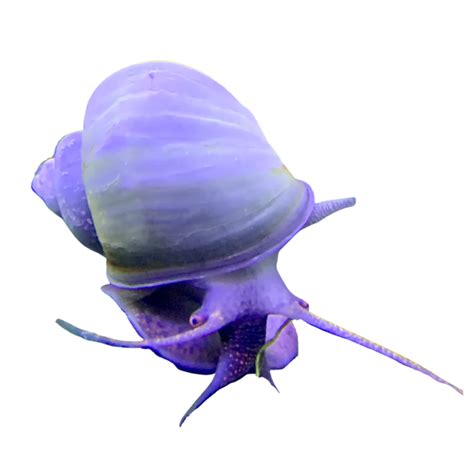 Purple Mystery Snail Aura Aquarium