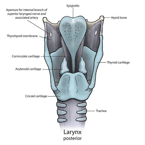 Posterior View Of The Larynx Disarticulated Cartilages Left And The Best Porn Website