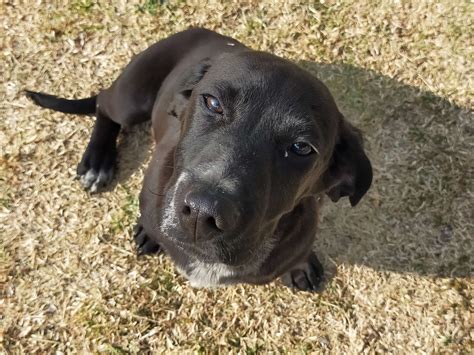 Hill's Pet Matchmaker App | Download the App Now! | Oreo