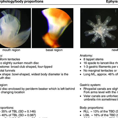 Pdf Life Cycle Of The Jellyfish Rhizostoma Pulmo Scyphozoa