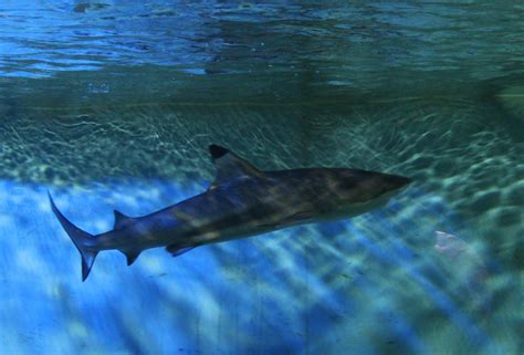 Blacktip Reef Shark Carcharhinus Melanopterus Zoochat