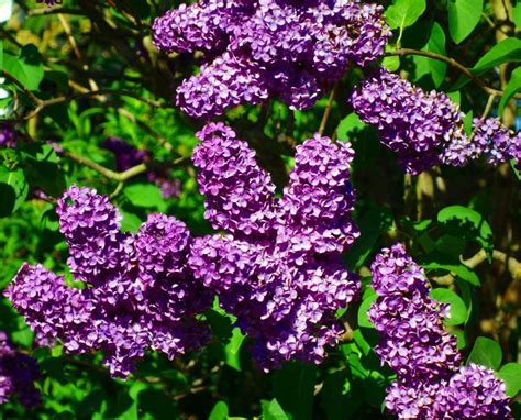 Lilac An Old Fashioned Favorite Shrub Msu Extension