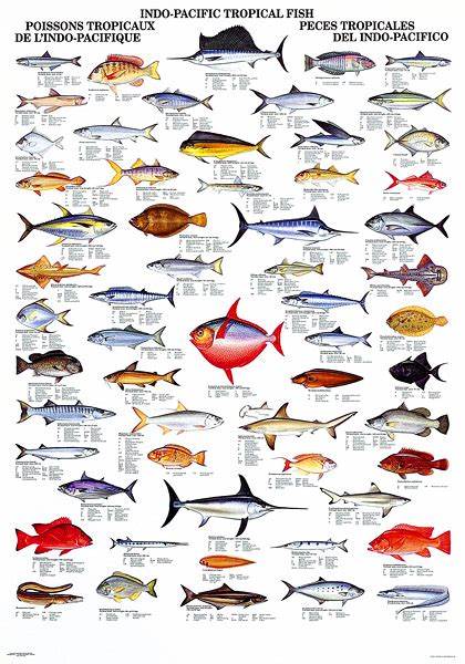 Poster Indo Pacifique Tropical Fish « TURTLE PROD