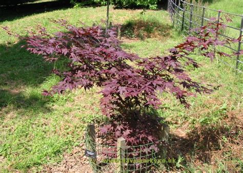 Similar bloodgood japanese maples sell for much more and are exceedingly rare. Picture of Japanese Maple acer palmatum Bloodgood.