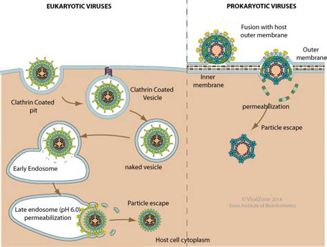 Viral Penetration Via Permeabilization Of Host Membrane ~ Viralzone