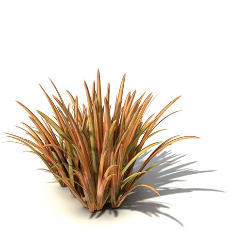 Xfrogplants New Zealand Flax 3d Model Max Obj 3ds C4d Lwo Lw Lws Ma Mb