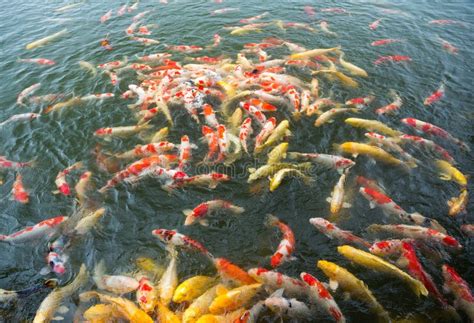 Many Koi Fish Pond Stock Photo Image Of Farm Carp Ornamental 93990040