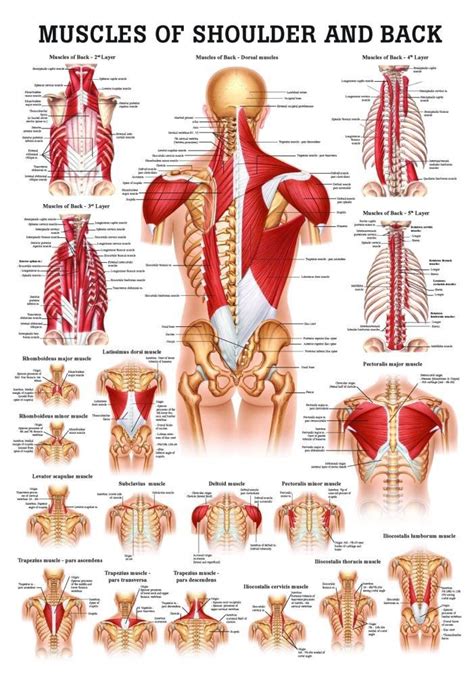 My shoulders and neck are literally rocks. Human Muscles of the Shoulder and Neck Poster | Muscle ...