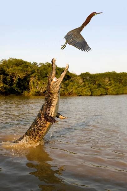 300 Alligator Jumping Stock Photos Pictures And Royalty Free Images