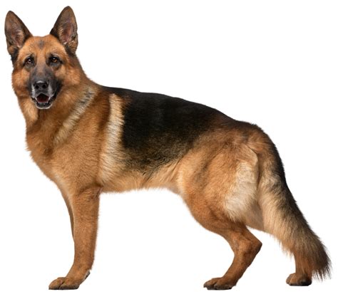 Download High Quality Clipart Dog German Shepherd Transparent Png