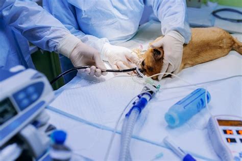 Veterinary Surgeons Make Surgery For Dog In The Operating Room Of A