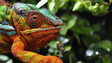 Nature Animals Wildlife Chameleons Reptile Wallpapers
