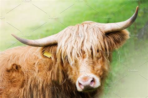 Ad Funny Hairy Highland Scottish Cow By Manuta On Creativemarket