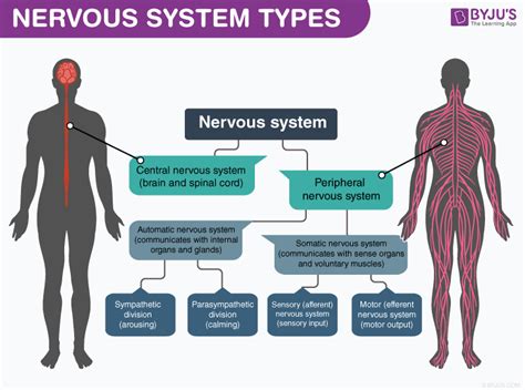 Give The Two Major Divisions Of The Nervous System
