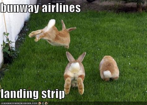 Bunway Airlines Landing Strip The Life And Times Of Bunnies
