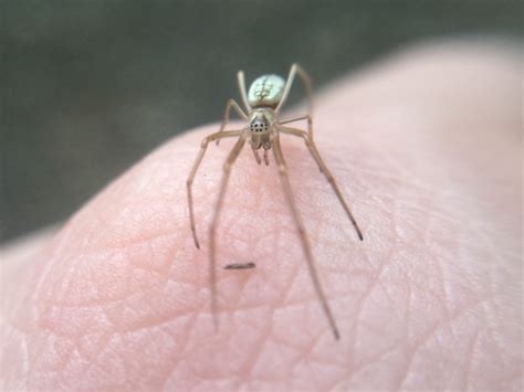 Silver Long Jawed Orbweaver In August 2023 By Matthew Lindsey Probably