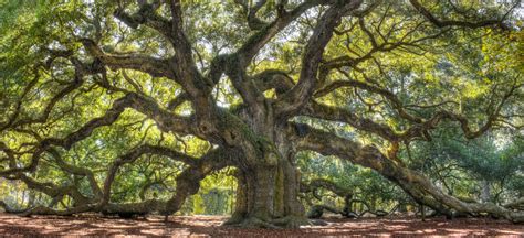 Be A Georgia Tree Know It All Southern Live Oak Premier Tree Solutions