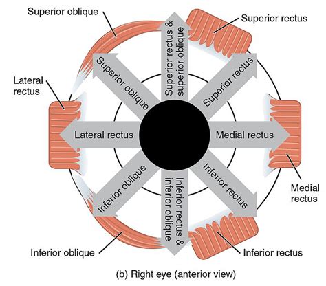 Orbit And Extraocular Muscles Anatomy Concise Medical Knowledge