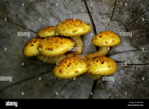 Scalycap Fungus Pholiota Adiposa Strophariaceae Stock Photo Alamy