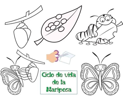 Pin De Lorenasuarez En Ciencias Y Exploración Del Mundo Natural Ciclo