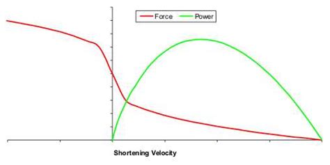 We did not find results for: The Force Velocity Relationship in Strength Training
