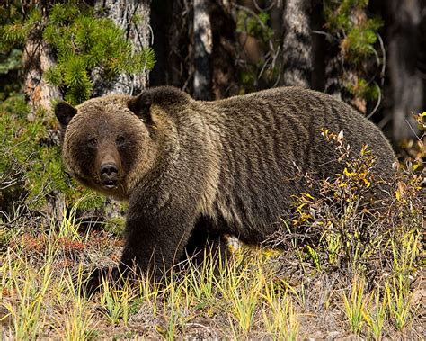 Grizzly Bear Jasper National Park September 2012 Canadian