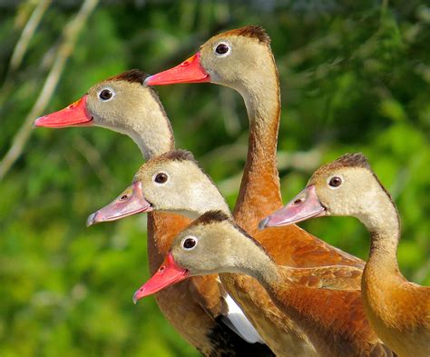 Black Bellied Whistling Ducks Photograph By Lindy Pollard Pixels
