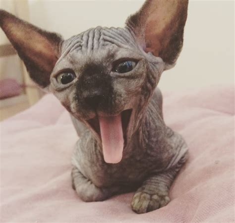 We have all of the information you need to know about sphynx breeders including website url, contact information, facebook page, memberships to associations, and more. 5 Facts about the hairless Sphynx cats - Catman
