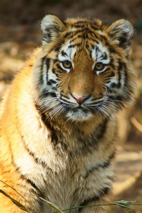 Tiger Tigers Photo 30651728 Fanpop