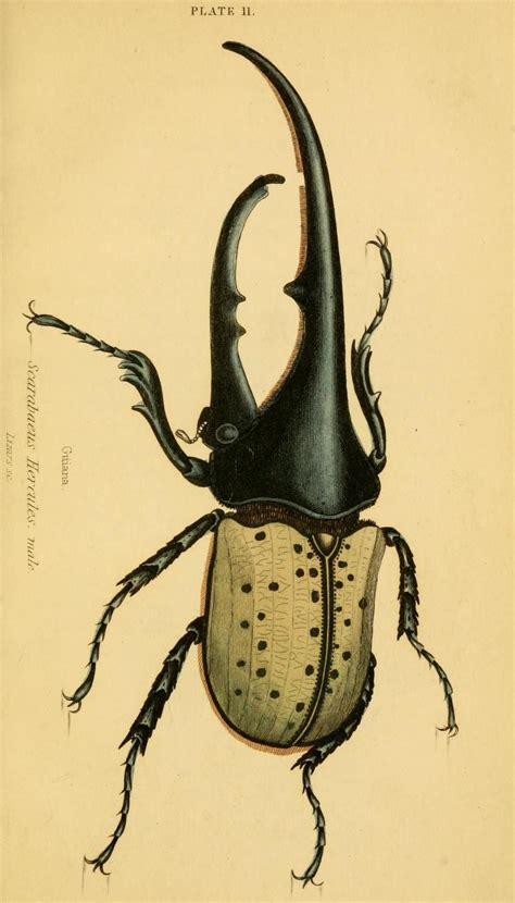 James Duncan The Natural History Of Beetles 1852 Nature