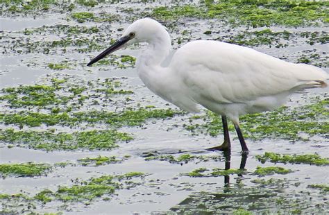 The Little Egret The Snowy White Heron News Four