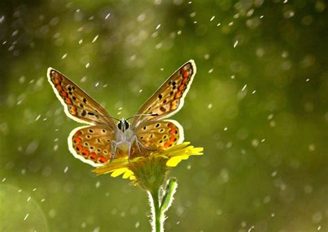 Rain By Lisans On Deviantart Rain Nature Photography Insects