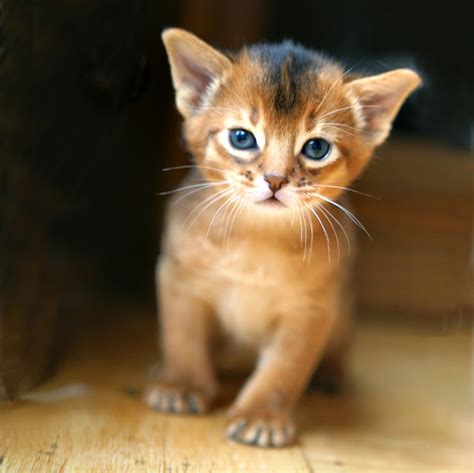 Abyssinian kittens for sale, (felis catus), also known as ethiopian kittens are short haired dometic kittens with a unique and interesting ticked. Abyssinian Cat | Fun Animals Wiki, Videos, Pictures, Stories