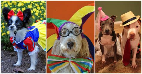 Dress Up Your Pet Day These Pics Will Inspire You To Fancy Dress Your