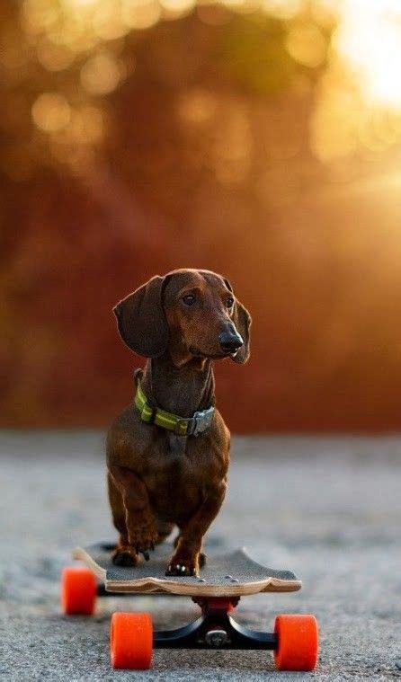Pin By Lisa Vickers On Lukins Board Dachshund Skateboard Dogs